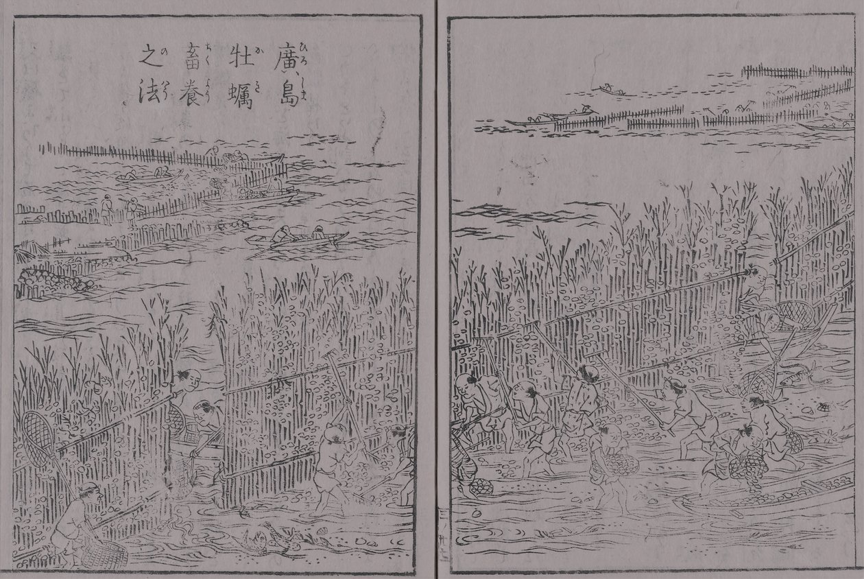 Japonya Sankai özel istiridye hacmi 3 Hiroşima istiridye Hiroşima istiridye yetiştirme yöntemi by 蔀関月 Kangetsu