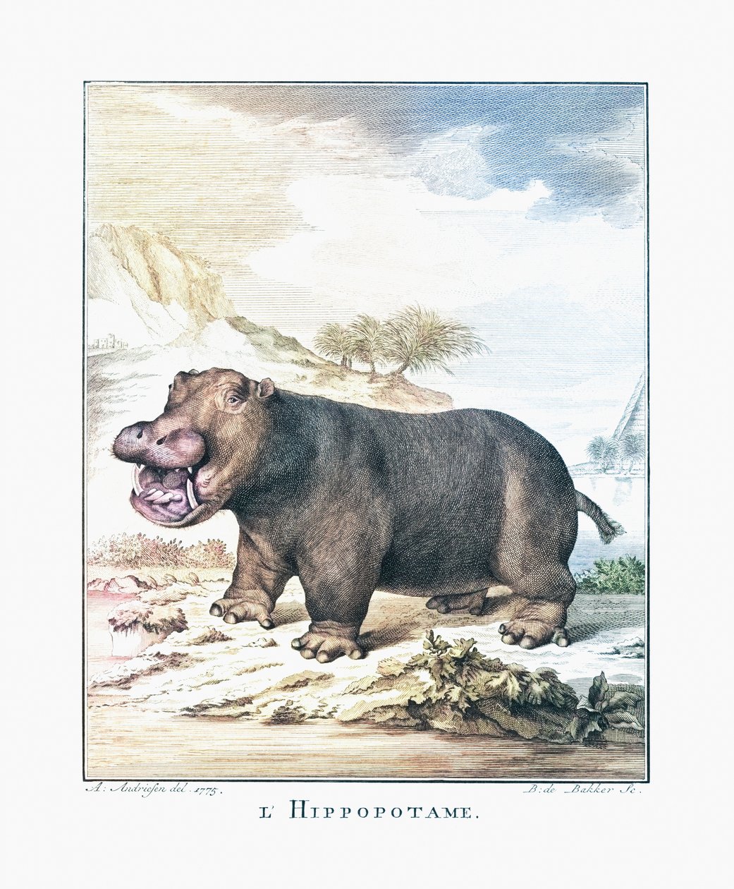 Bir su aygırı (Hippopotamus amphibius) by (after) Dutch School