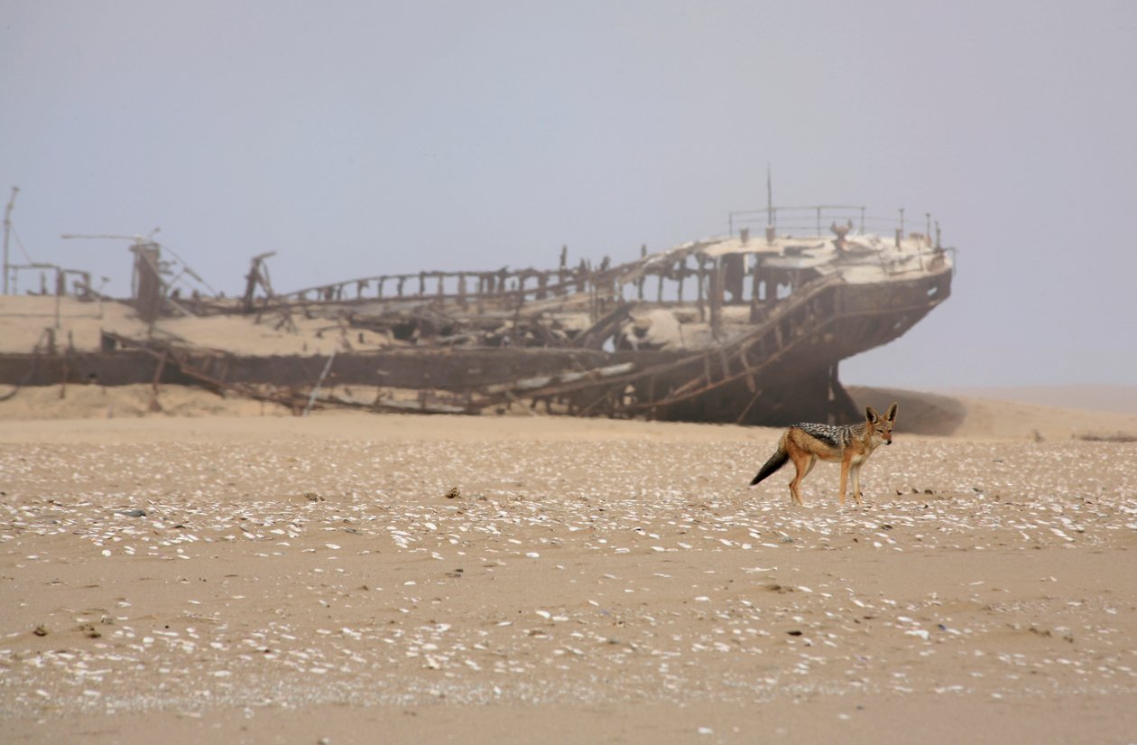 Kara sırtlı çakal by Unknown