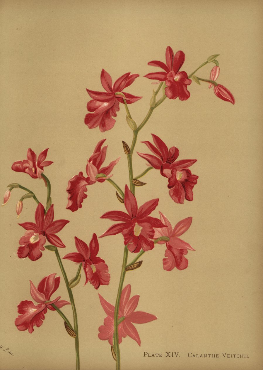 Noel orkide melezi, Calanthe x veitchii by Unknown