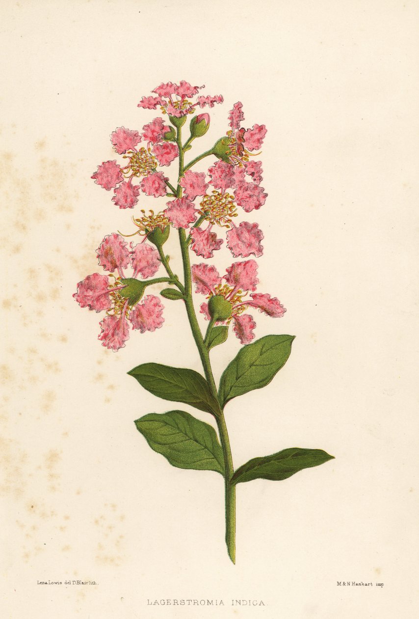 Krep mersin, Lagerstroemia indica by Unknown
