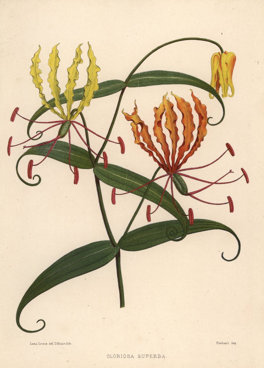 Alev zambak, Gloriosa süperba by Unknown