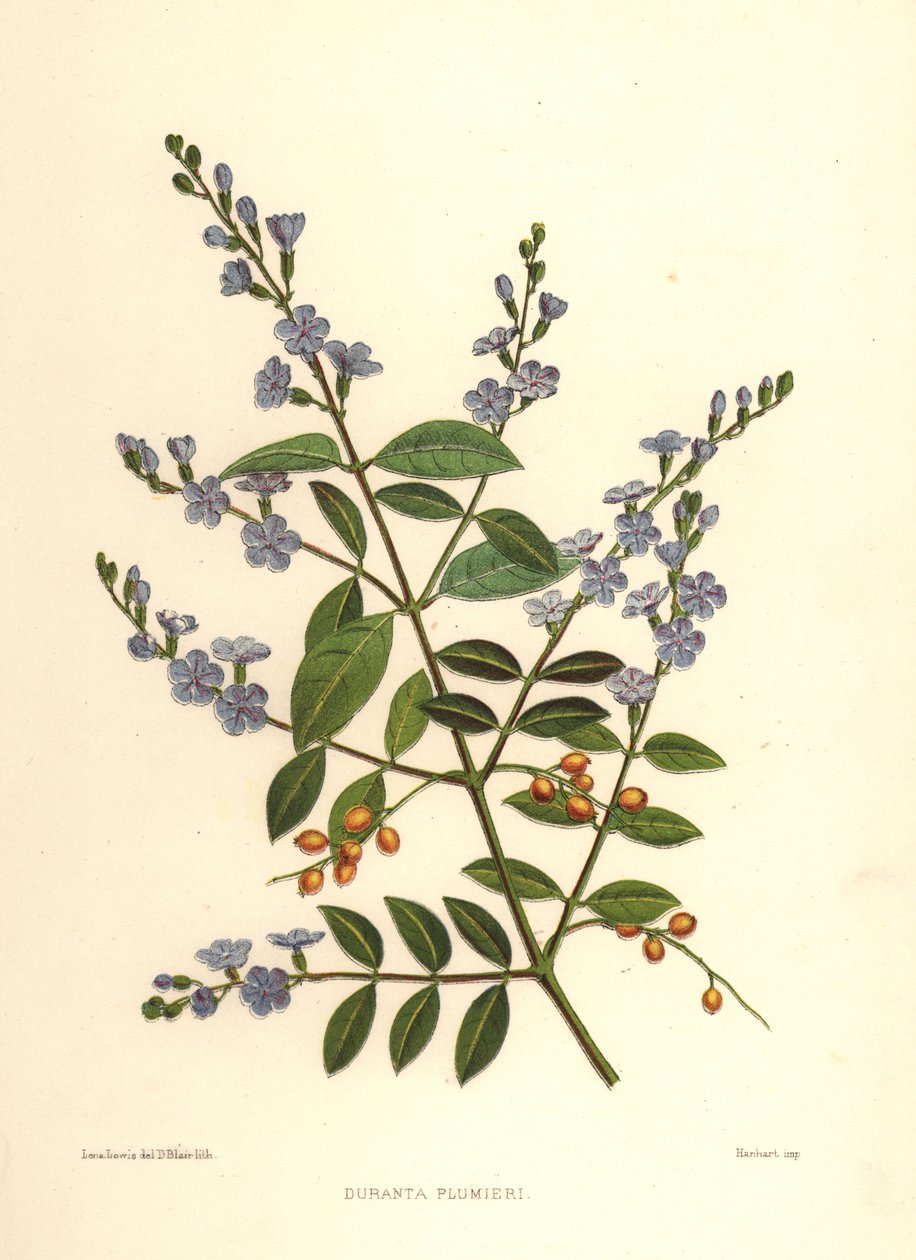 Altın çiy damlası, güvercin meyvesi veya gök çiçeği, Duranta erecta (Duranta plumieri) by Unknown
