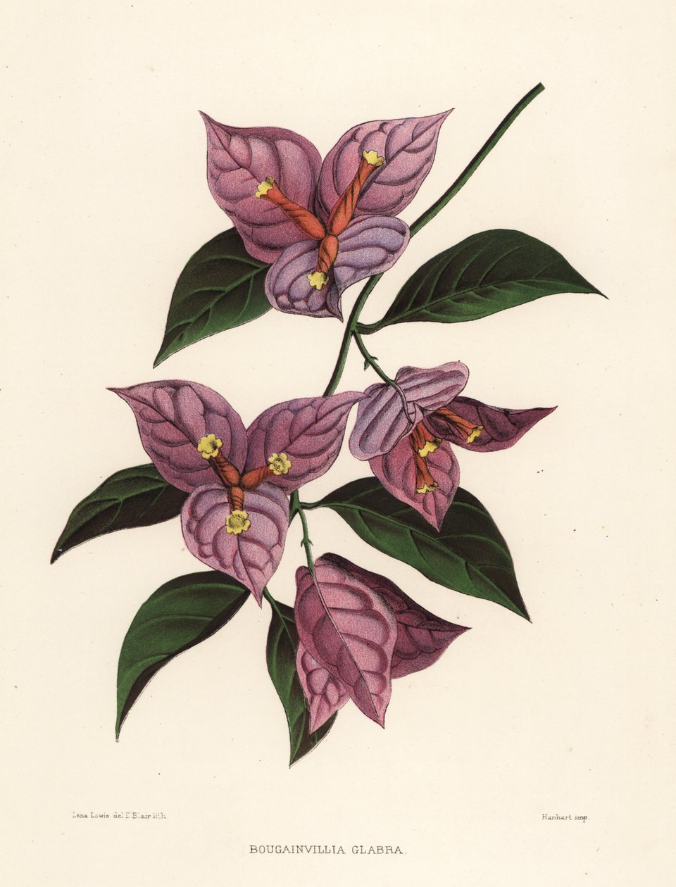 Küçük begonvil veya kağıt çiçek, Begonvil glabra (Begonvil glabra) by Unknown