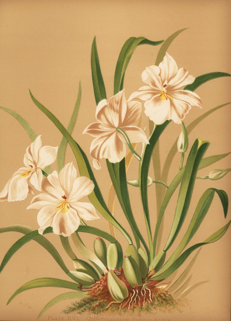 Hercai Menekşe Orkide, Miltoniopsis roezlii (Odontoglossum roezlii albümü) by Unknown