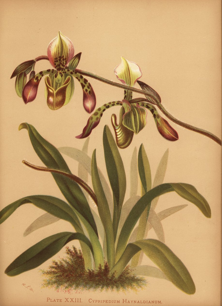 Paphiopedilum haynaldianum orkide (Cypripedium haynaldianum) by Unknown