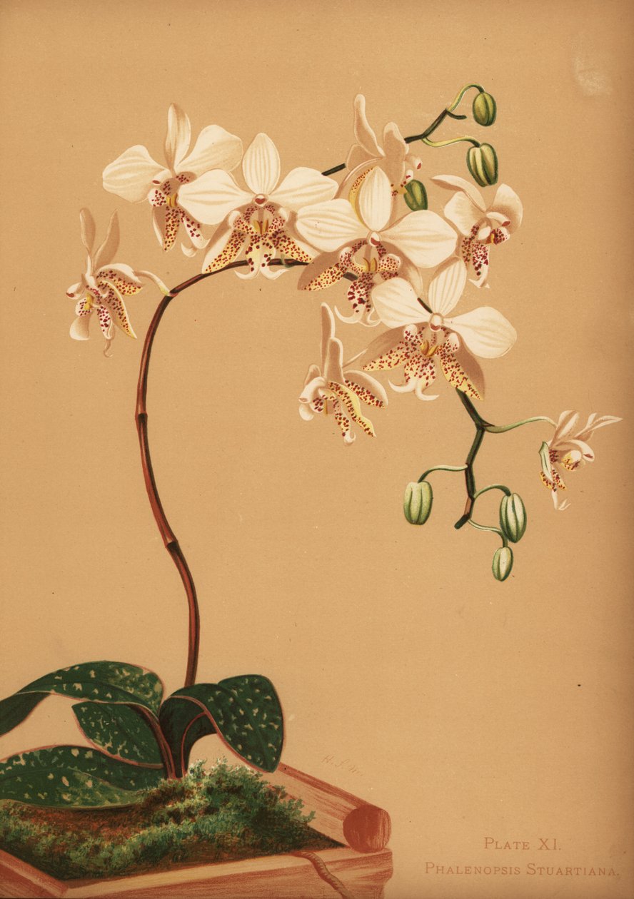 Phalaenopsis stuartiana orkide by Unknown