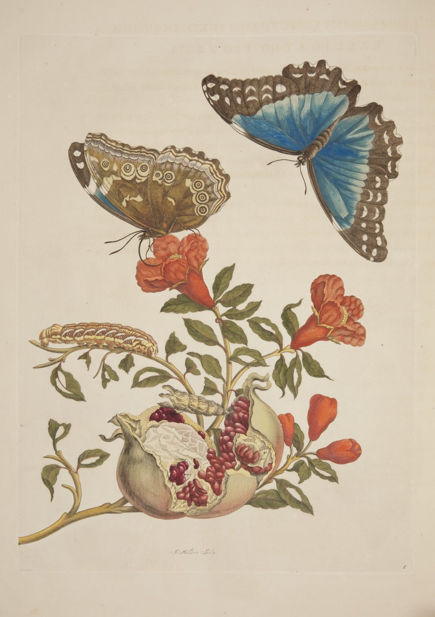Surinam Böceklerinin Metamorfozundan Levha IX, Maria Sibylla Merian, 1705 by Unknown