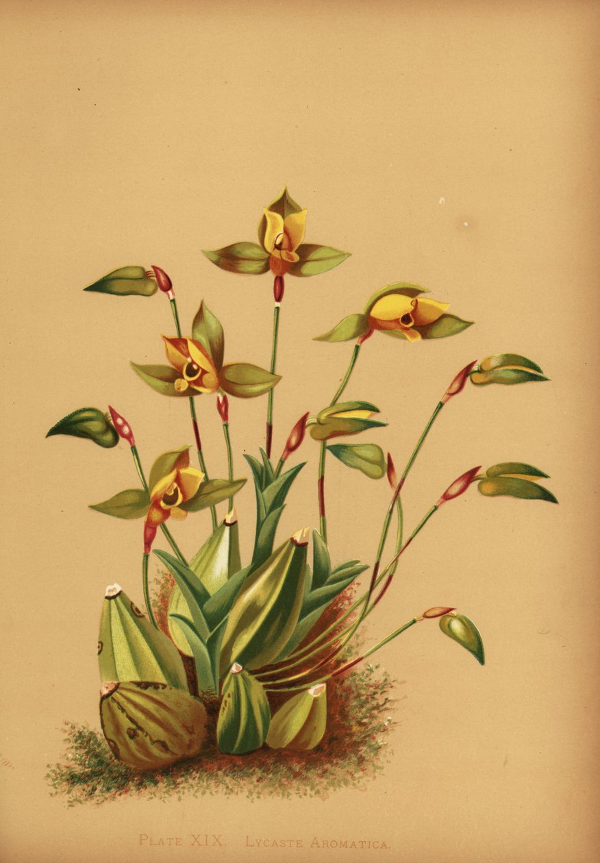Tatlı kokulu lycaste orkide, Lycaste aromatica by Unknown