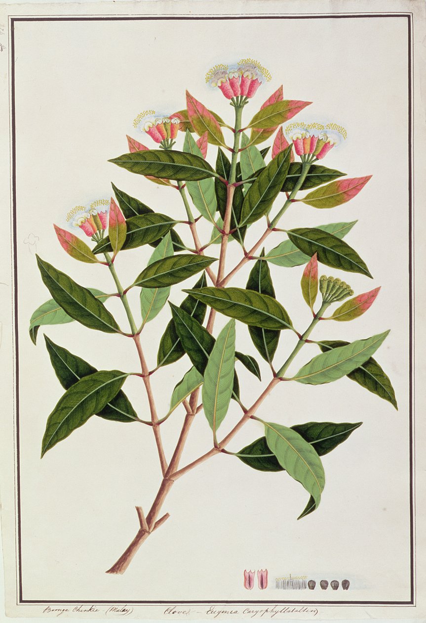 Boingo Chinkie (Malay), Eugenia Caryophyllata Allen veya Karanfil, Malacca