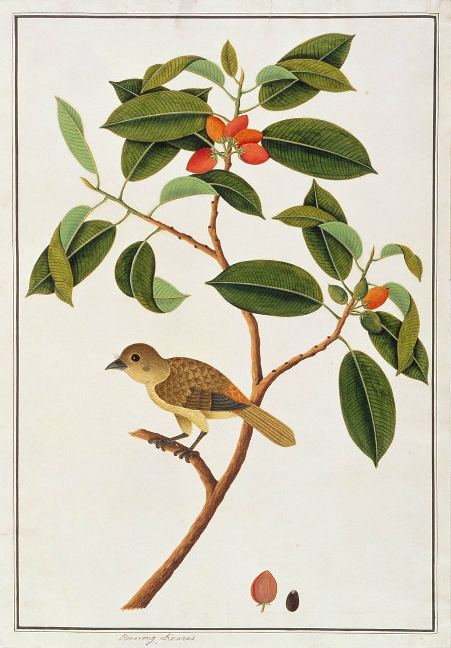 Kahverengi Barbet, Malacca