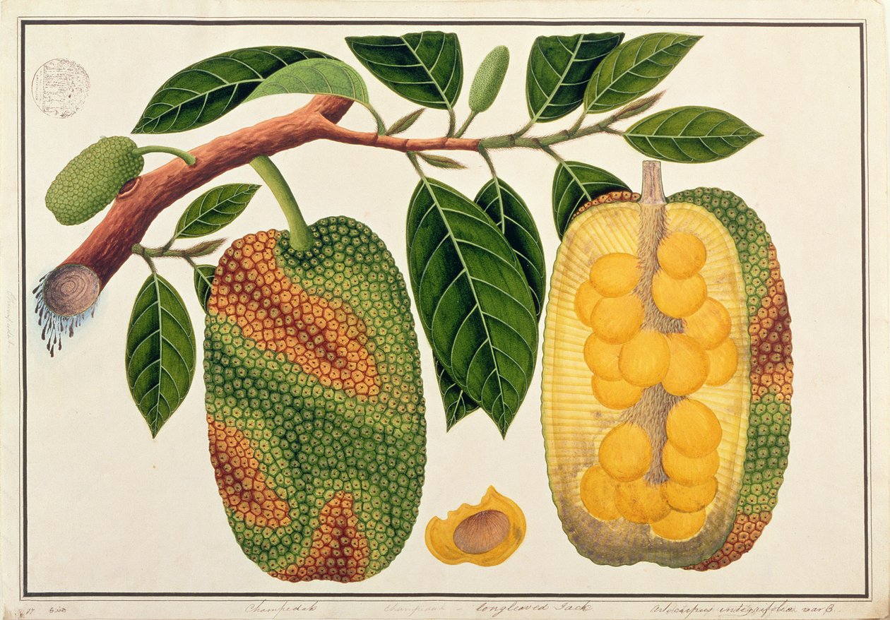 Champedak Artocarpus integrifolia veya Longleaved Jack, Malacca