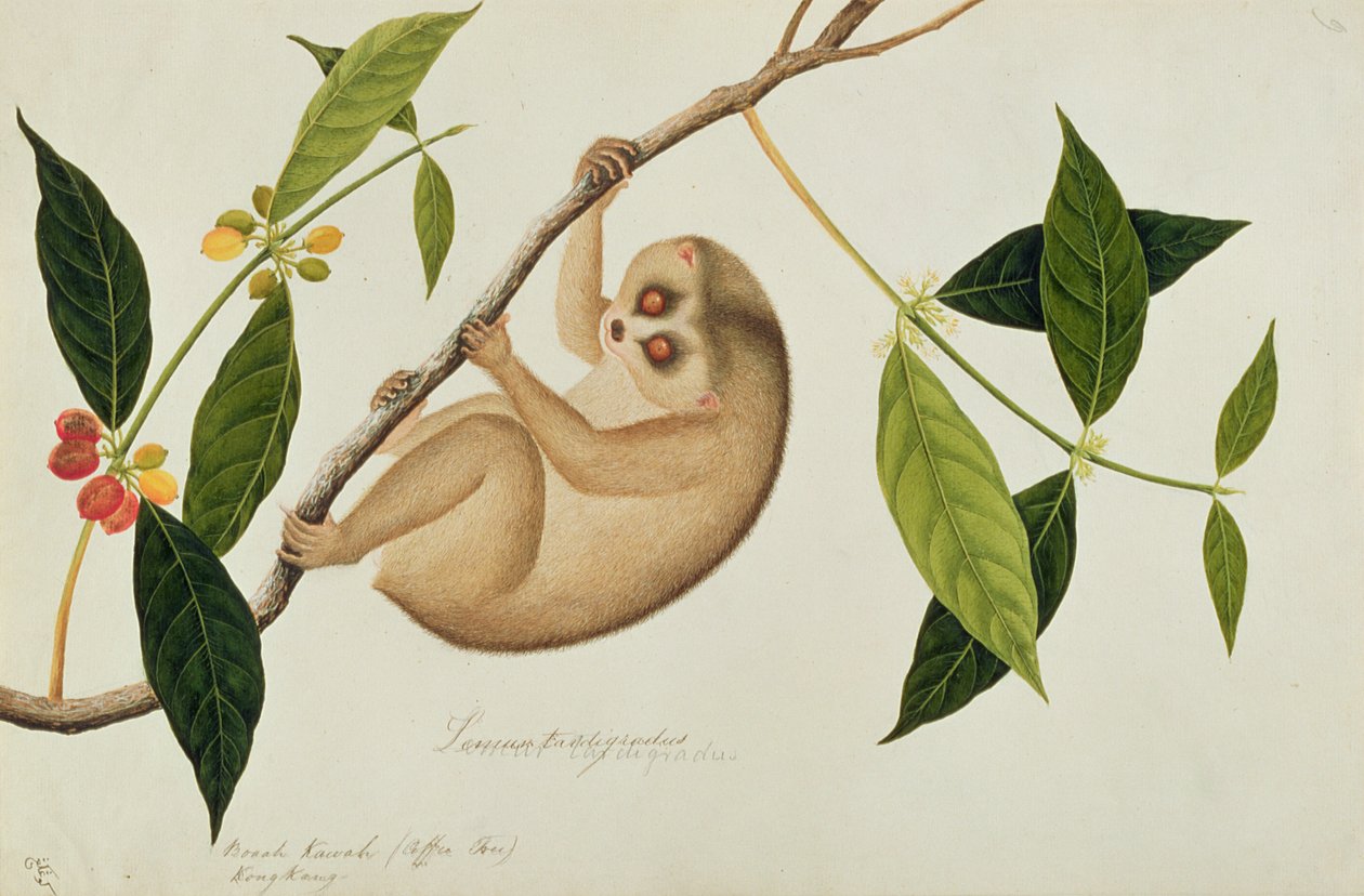 Lemur tardigradus, Booah Kawah (kahve ağacı) Kong Kang, Drawings of Animals, Insects and Reptiles from Malacca