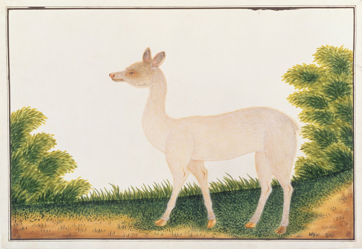 Sambar Geyiği, Malacca