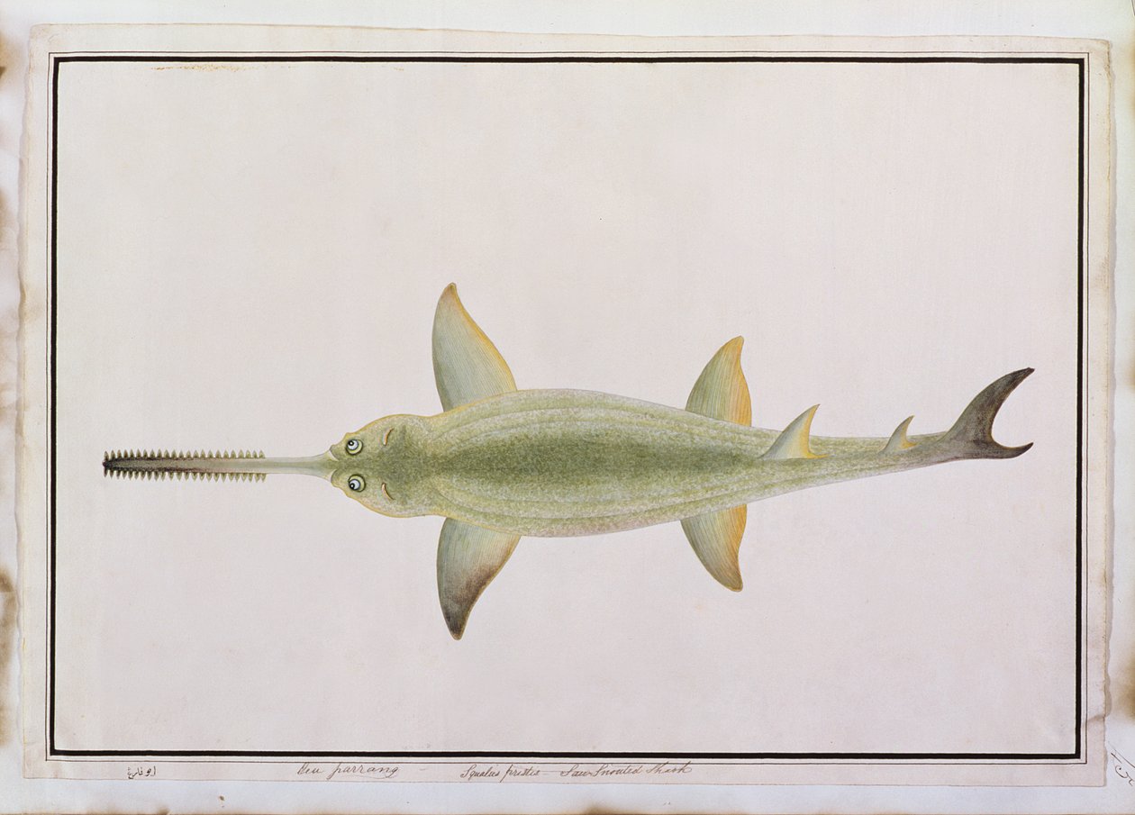 Kılıç Snouted Shark, Eeu parrang, Squalus poristis, Drawings of Fishes from Malacca