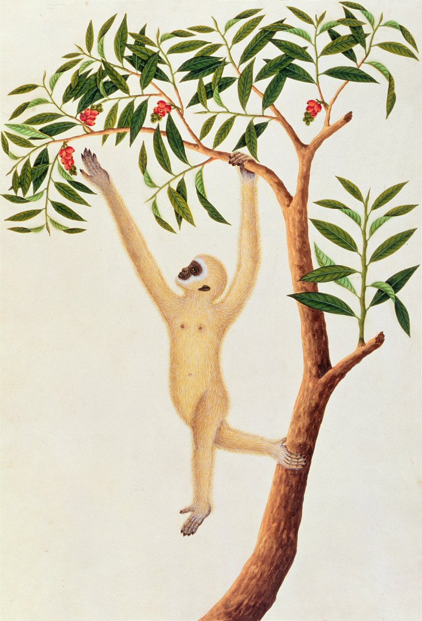 Beyaz Uzun Silahlı Maymun, Ongka Pootre, Malacca'dan Hayvan, Böcek ve Sürüngen Çizimlerinden, c.1805-18 (kağıt üzerinde wc ve guaj) by Chinese School