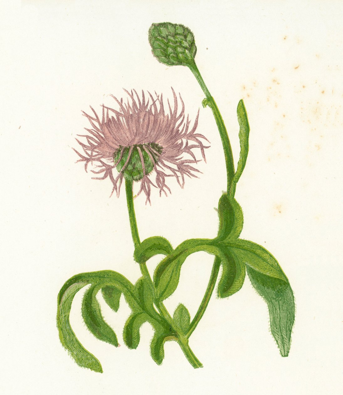 Büyük Knapweed, Centaurea Scabiosa by English School