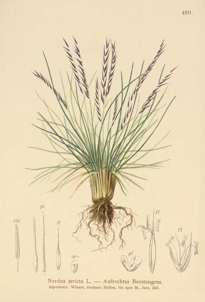 Mt Grass (Sardus Tarak) by German School