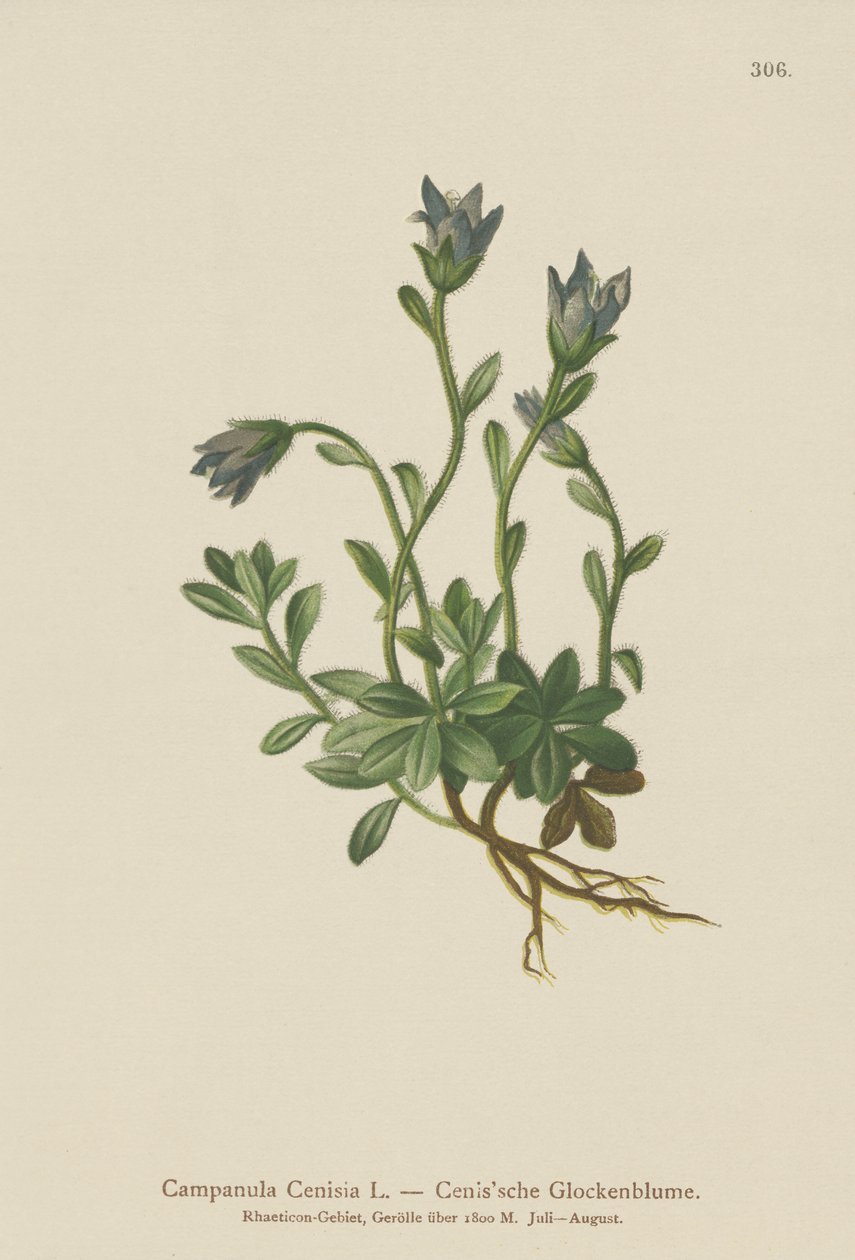 Mont. Cenis Çan çiçeği (Campanula Cenisia) by German School