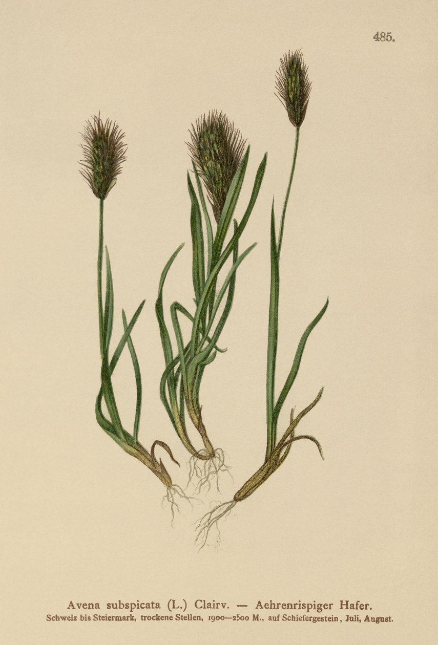 Yulaf otu (Avena subspicata) by German School