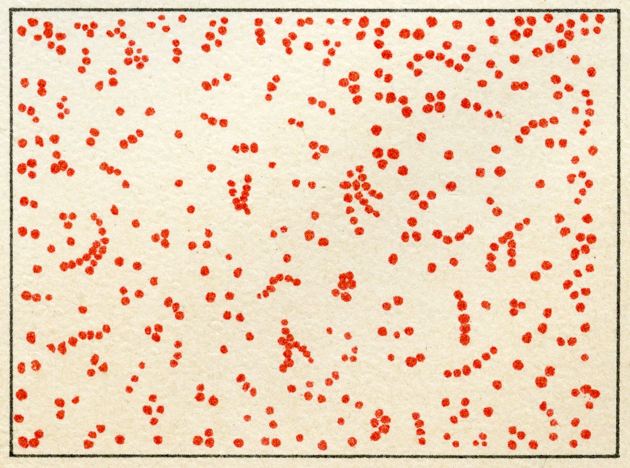 Micrococcus Bacteria c.1890 örneği (renkli kromolitograf) by German School
