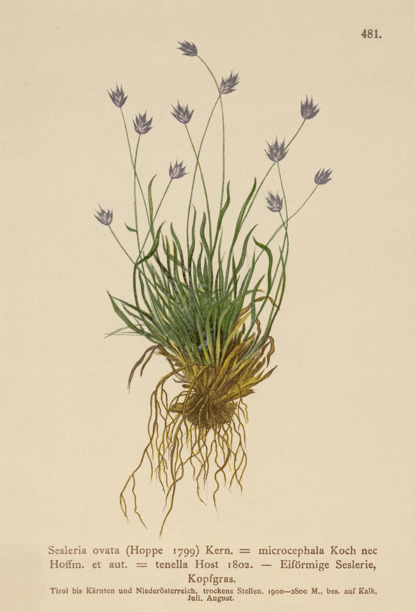 Sesleria (Sesleria ovata, Sesleria microcephala, Sesleria tenella, Psilathera ovata) by German School