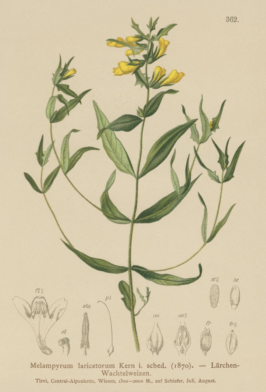Küçük İnek-buğday (Melampyrum laricetorum, Melampyrum carpathicum, Melampyrum sylvaticum) by German School