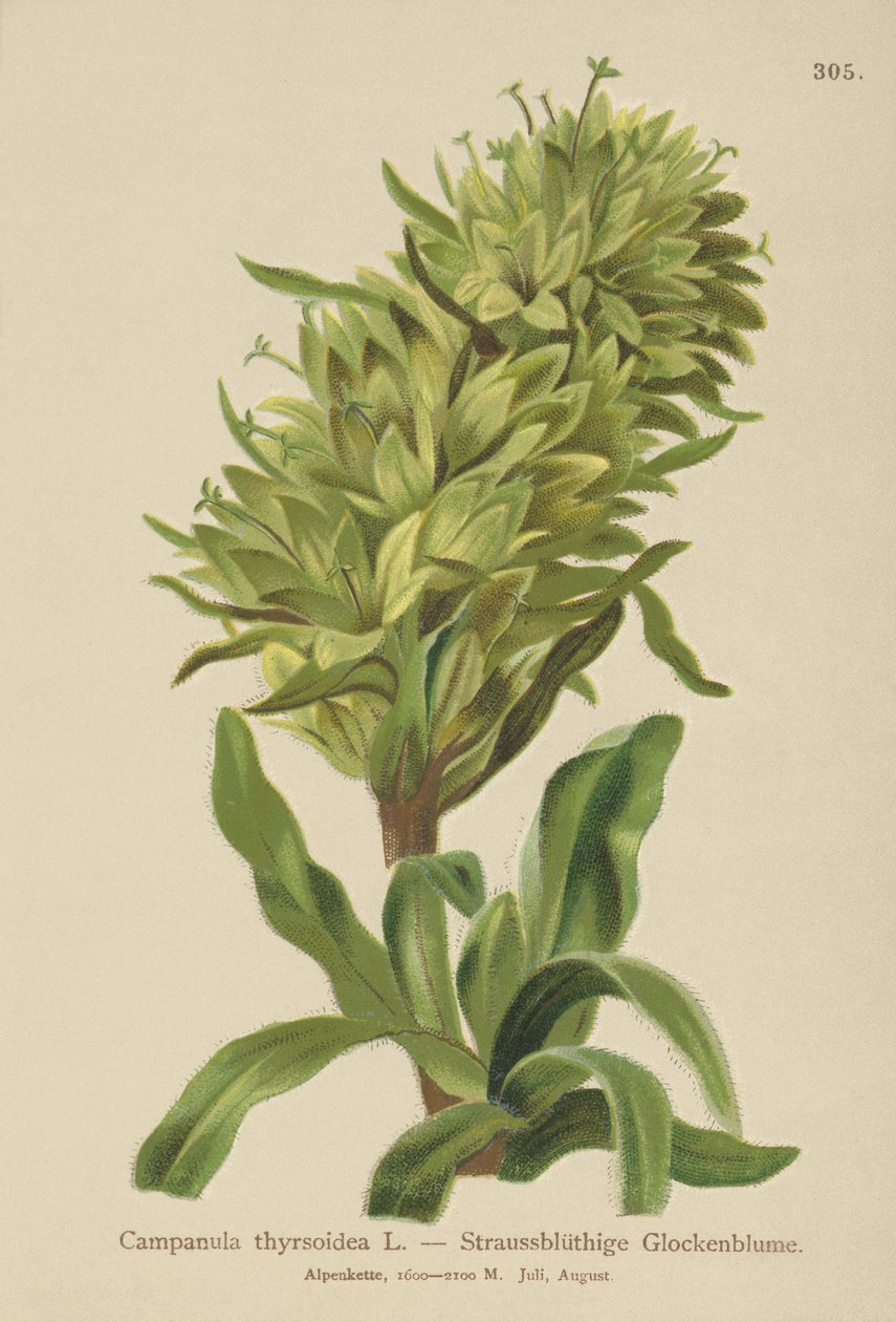 Sarı Çan çiçeği (Campanula thyrsoidea, Campanula thyrsoides, Campanula macrorhiza) by German School