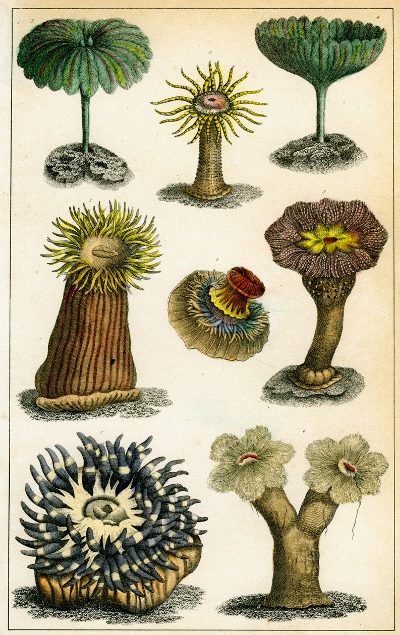 Deniz anemonları, 19. yüzyıl. by A Fullarton and Co