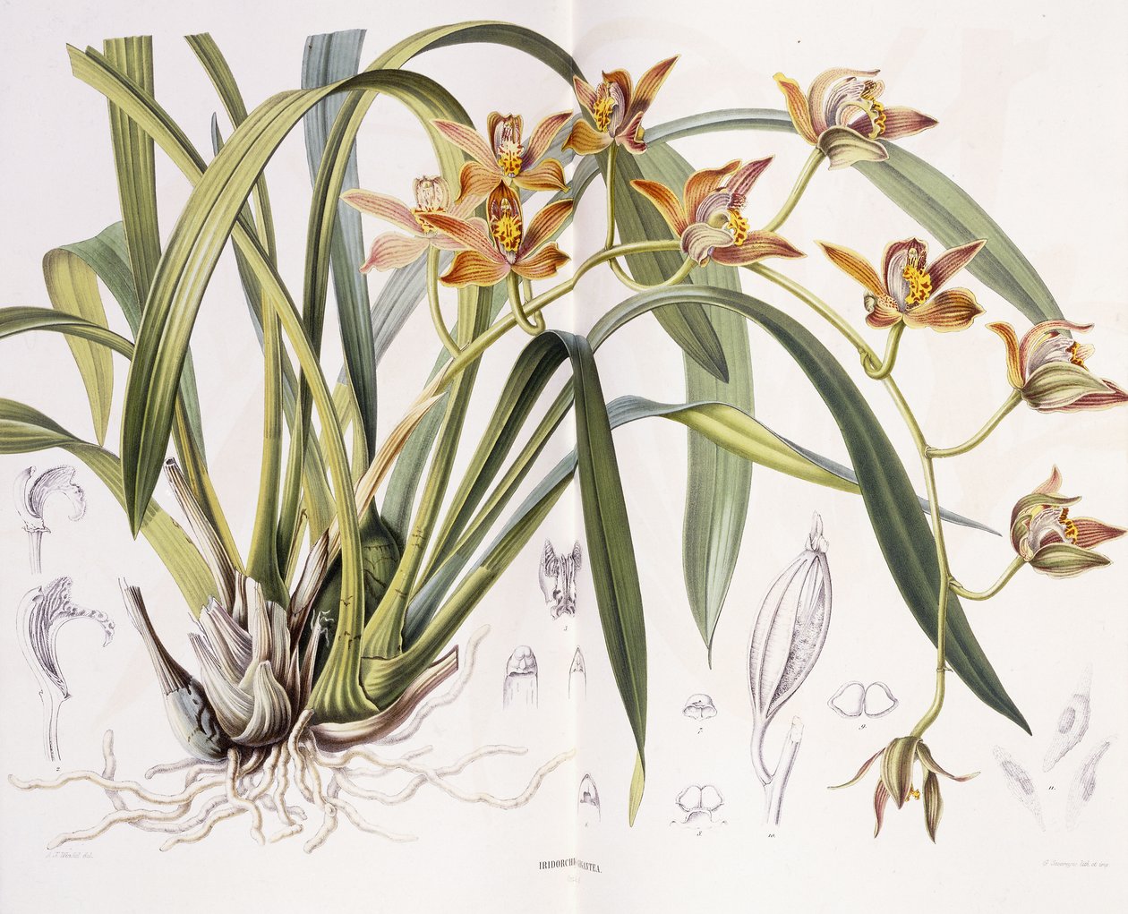 Dev Iridorchis, 1867 by A. J. Wendel