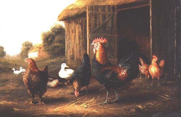Çiftlik bahçesinde tavuklar ve ördekler by A. Jackson