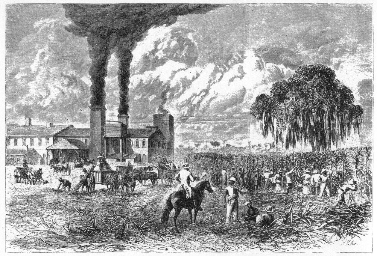 Şeker Plantasyonu, New Orleans, 1870. by A. R. Ward