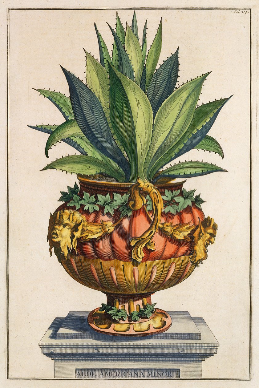 Aloe Americana Minor, 'Phytographia Curiosa'dan, 1702'de yayınlandı by Abraham Munting