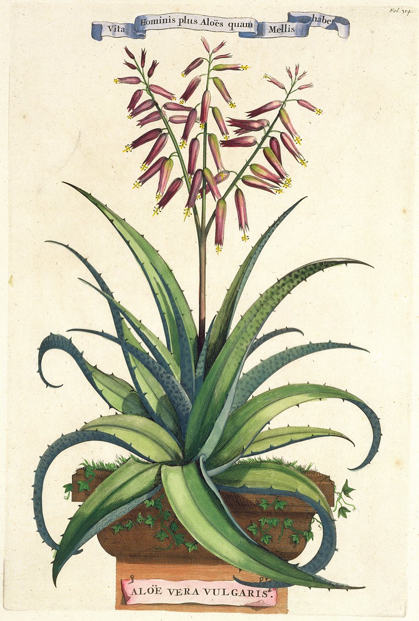 ಅಲೋ ವೆರಾ ವಲ್ಗ್ಯಾರಿಸ್, 