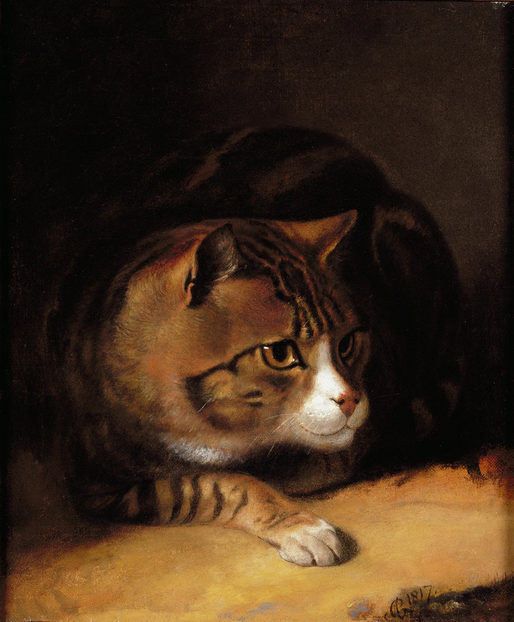 Tekir Kedi by Abraham Cooper