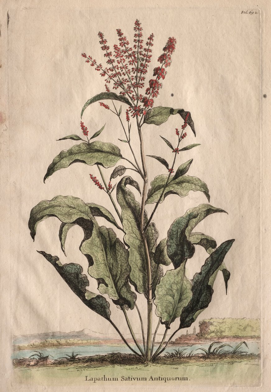Meraklı Fitografi: Lapathum Identificationum Antiquorum. by Abraham Munting
