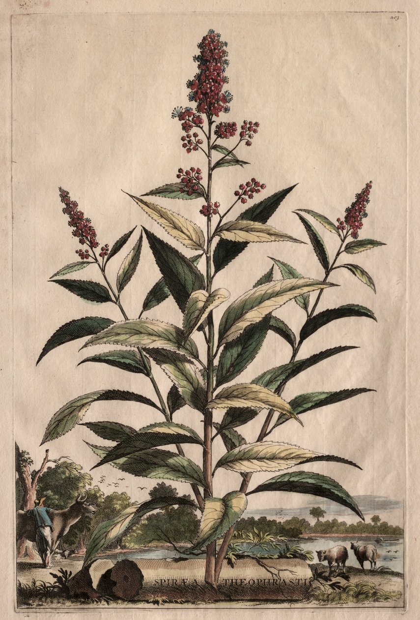 Meraklı Fitografi: Spiraea Theophrastus by Abraham Munting