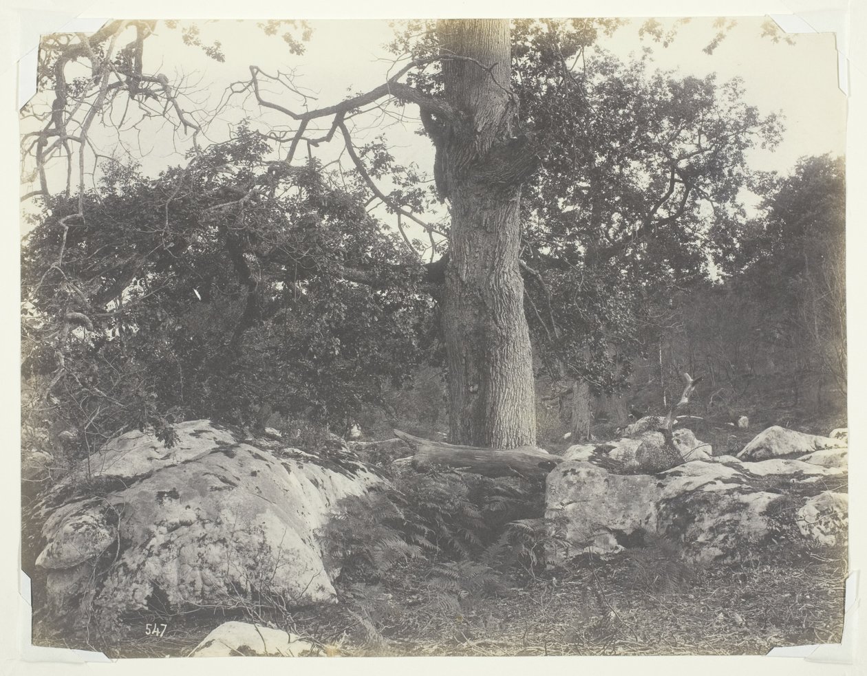 Orman ve Kayalar, Fontainebleau by Achille Quinet
