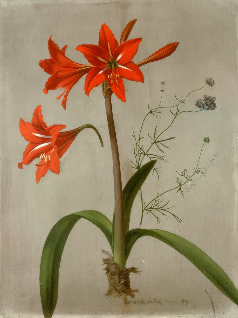 Amaryllis ve Gilia by Adolf Senff