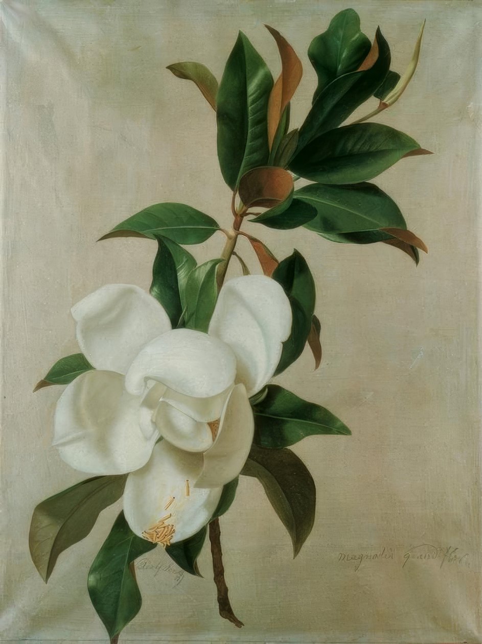manolya by Adolf Senff