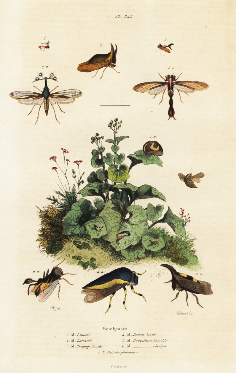 Treehoppers.,1834-1839 (gravür) by Adolph (after) Fries