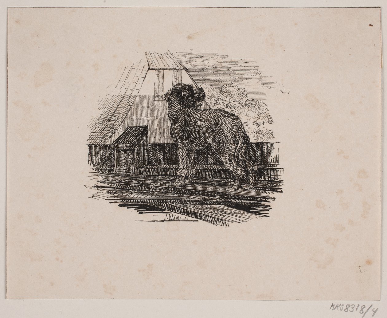 kaniş köpeği by Johan Adolph Kittendorff
