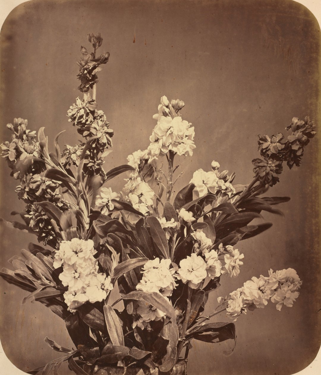 Buket, c. 1855. by Adolphe Braun