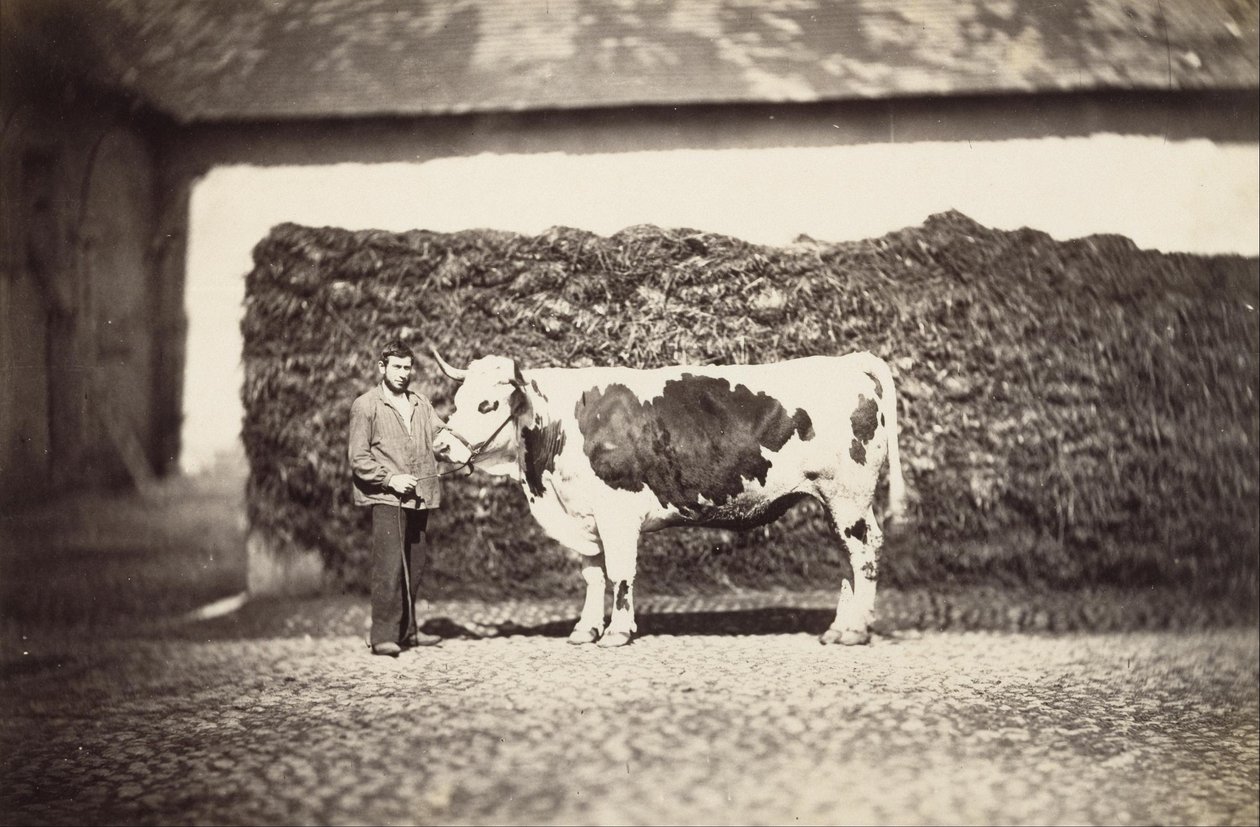  by Adolphe Braun