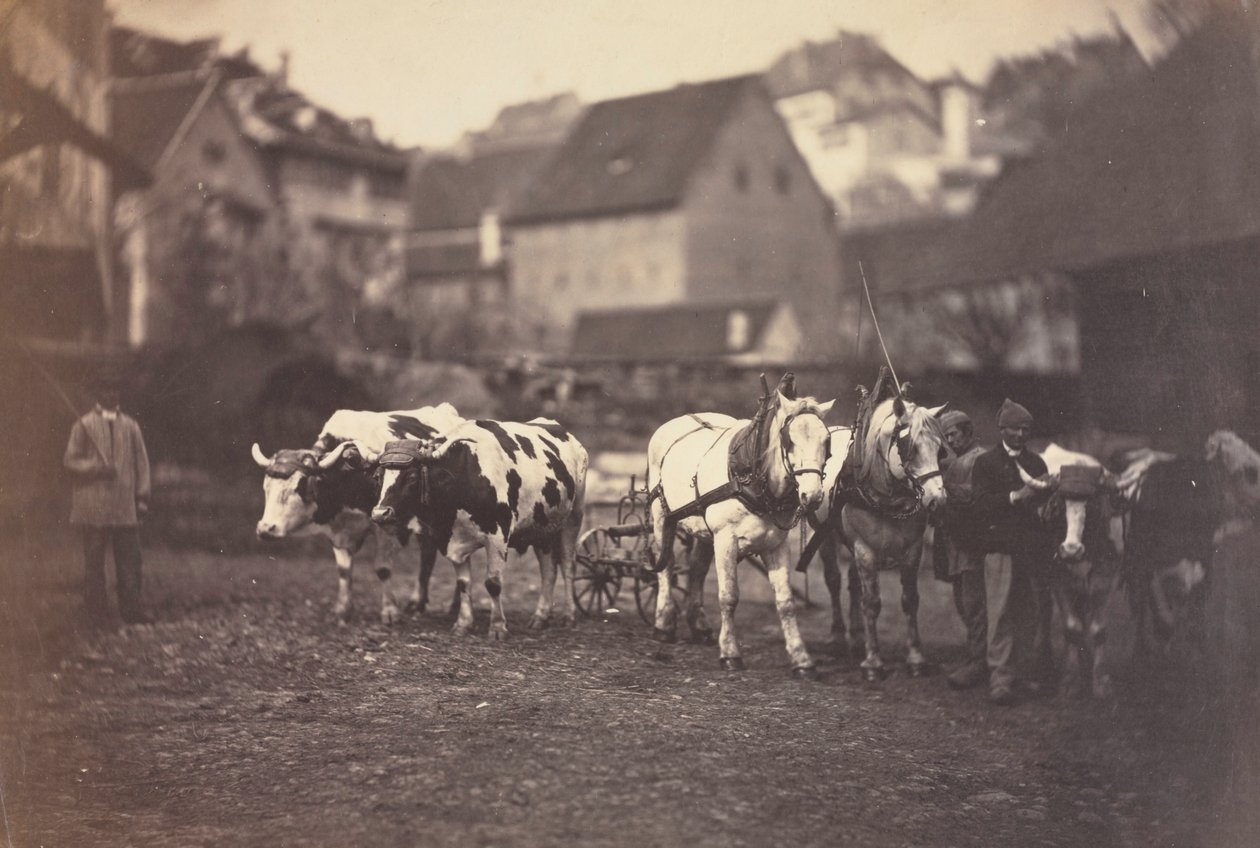 İsimsiz Çiftlik Hayvanları, 1850