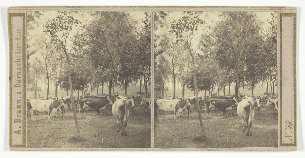 İsimsiz [inekler], 185077. by Adolphe Braun