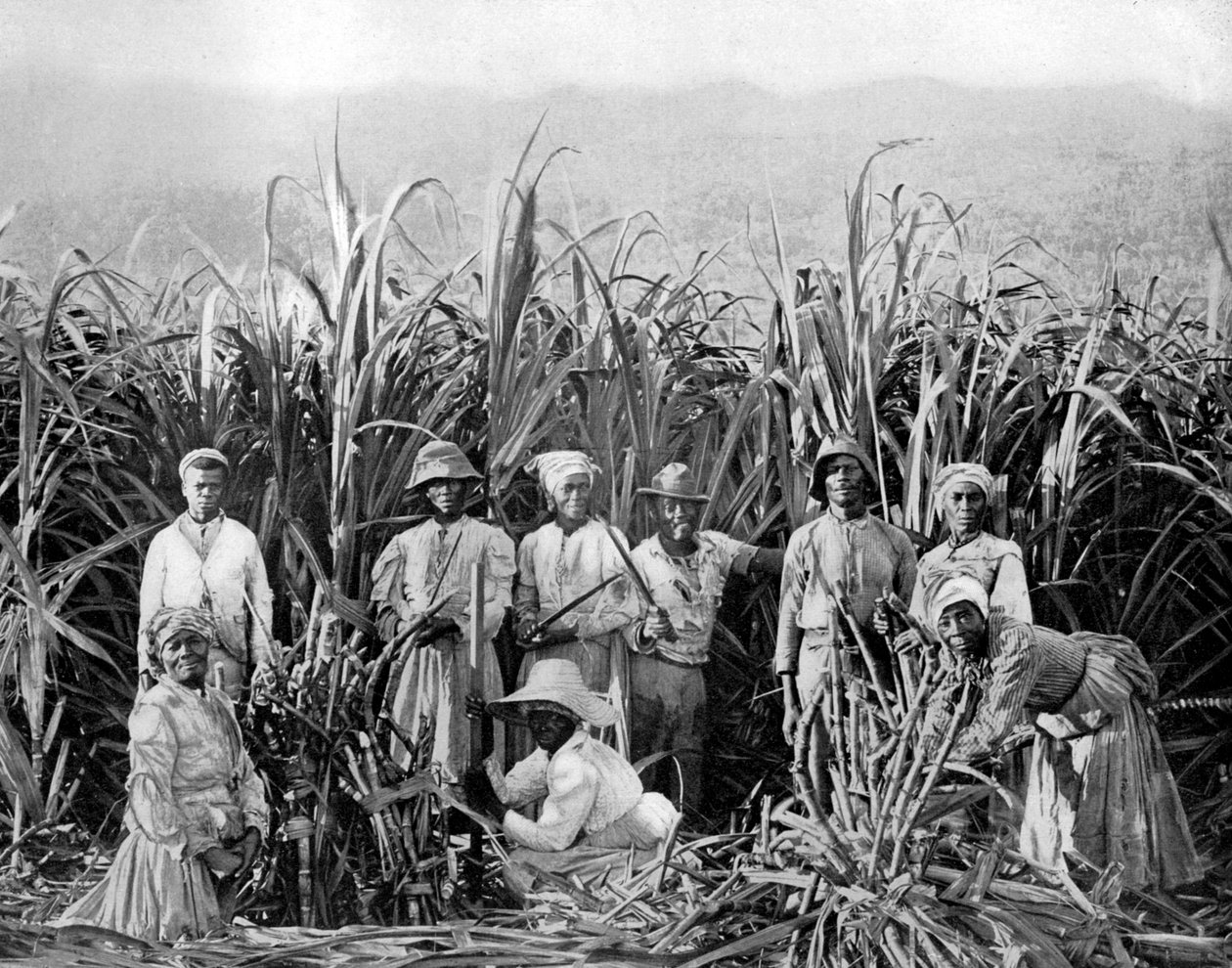 Şeker kamışı kesiciler, Jamaika, c1905. by Adolphe Duperly and Son