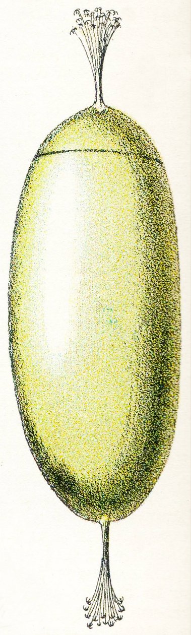 Lamprey Yumurtası, 1923 by Adolphe Philippe Millot