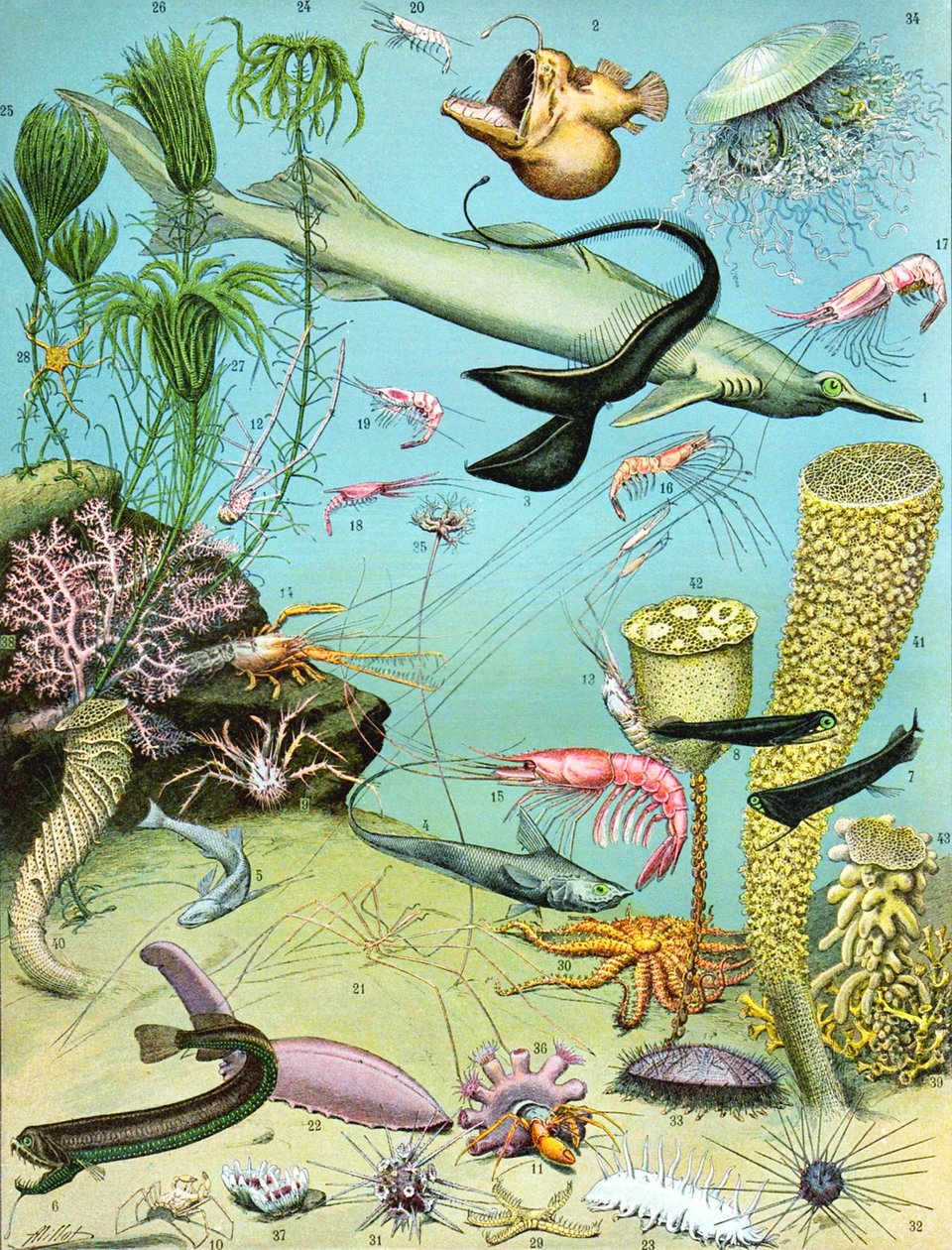 Bir Deepwater ekosisteminin çizimi c.1923 by Adolphe Philippe Millot