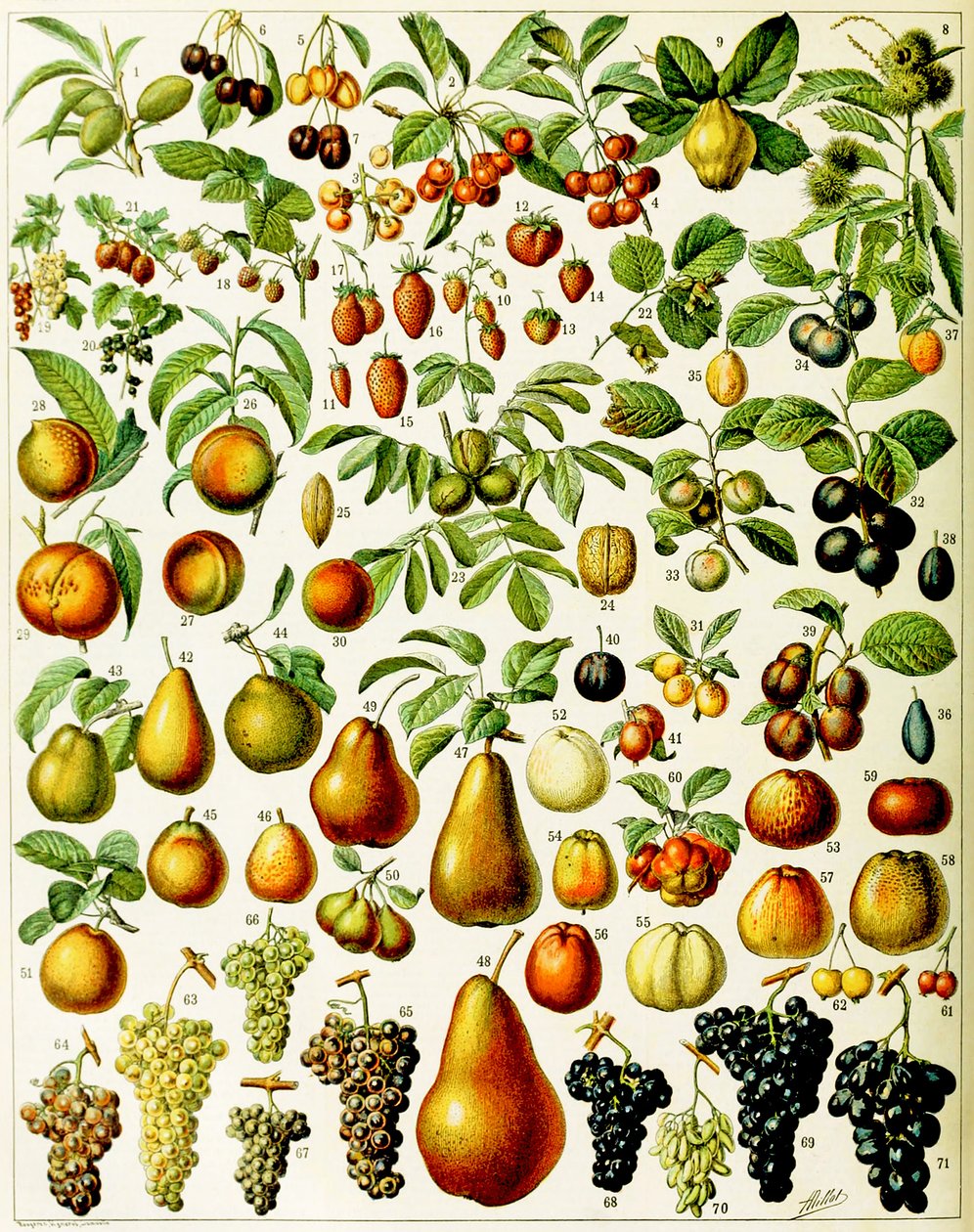 Meyve c.1923 çizimi by Adolphe Philippe Millot